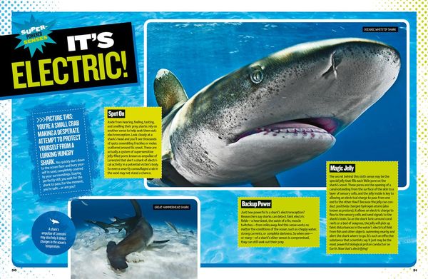 Produktbild: The Ultimate Book of Sharks