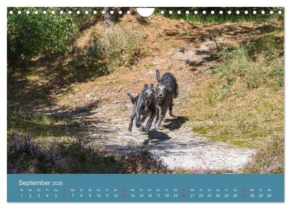 Produktbild: Irische Wolfshunde (Wandkalender 2026 DIN A4 quer), CALVENDO Monatskalender