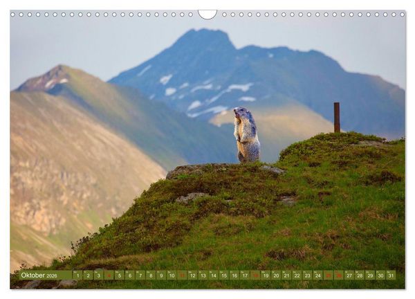 Produktbild: Wir sind die Stars in den Bergen (Wandkalender 2026 DIN A3 quer), CALVENDO Monatskalender