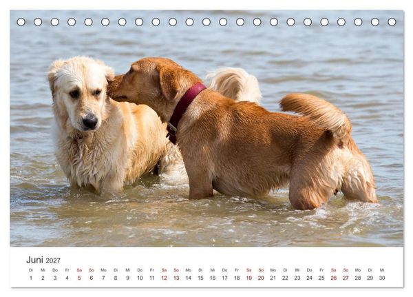 Produktbild: Freunde auf vier Pfoten am Strand (Tischkalender 2027 DIN A5 quer), CALVENDO Monatskalender