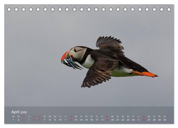 Produktbild: Nordatlantische Seev&ouml;gel (Tischkalender 2026 DIN A5 quer), CALVENDO Monatskalender