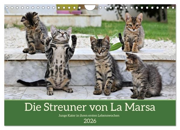 Produktbild: Die Streuner von La Marsa (Wandkalender 2026 DIN A4 quer), CALVENDO Monatskalender