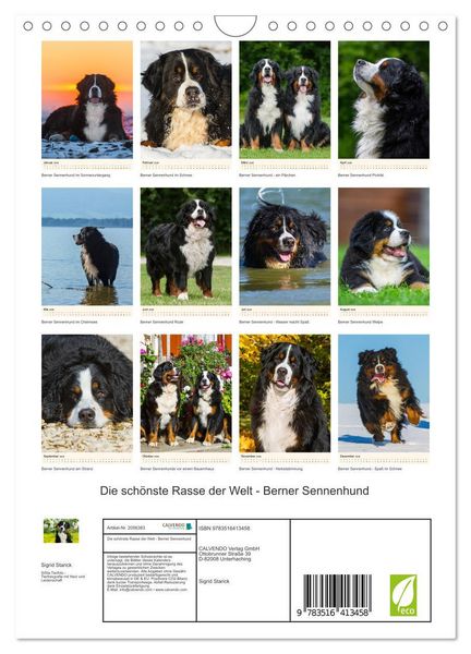 Produktbild: Die sch&ouml;nste Rasse der Welt - Berner Sennenhund (Wandkalender 2026 DIN A4 hoch), CALVENDO Monatskalender