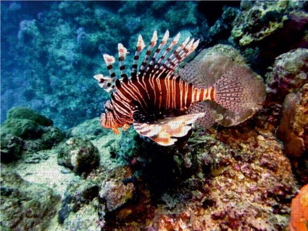 Produktbild: CALVENDO Puzzle Rotfeuerfisch, Koraffi, &Auml;gypten | 1000 Teile Lege-Gr&ouml;&szlig;e 64 &times; 48 cm Foto-Puzzle f&uuml;r gl&uuml;ckliche Stunden