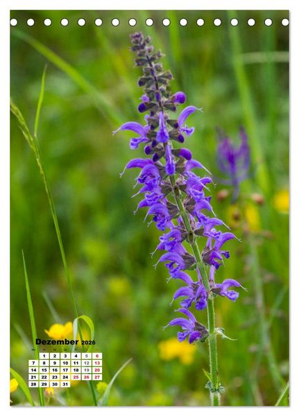 Produktbild: Zauber der Natur - Heimische Orchideen und Wiesenblumen (Tischkalender 2026 DIN A5 hoch), CALVENDO Monatskalender