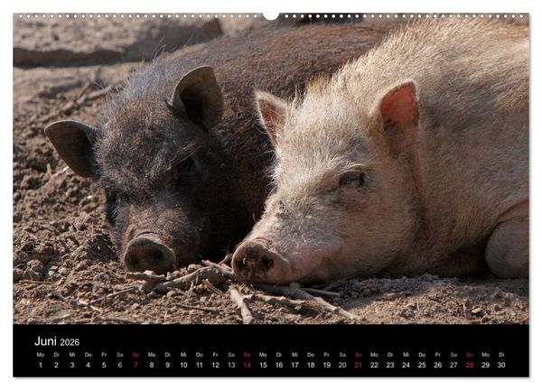 Produktbild: Schweinereien (Wandkalender 2026 DIN A2 quer), CALVENDO Monatskalender