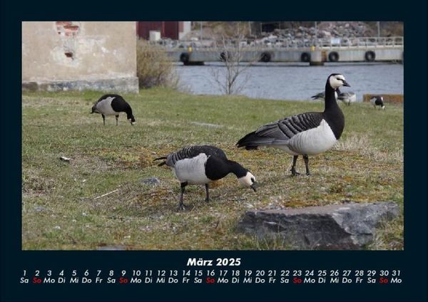 Produktbild: Welt der V&ouml;gel 2025 Fotokalender DIN A4