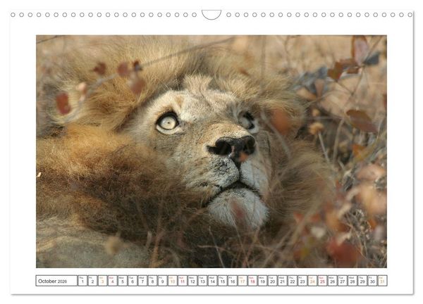 Produktbild: African Big Cats (Wall Calendar 2026 DIN A3 landscape), CALVENDO 12 Month Wall Calendar