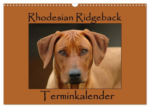 Produktbild: Rhodesian Ridgeback Terminkalender (Wandkalender 2026 DIN A3 quer), CALVENDO Monatskalender
