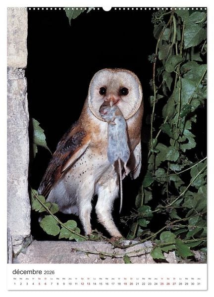 Produktbild: Une chouette de vie, les oiseaux (Calendrier mural 2026 DIN A2 horizontal), CALVENDO calendrier mensuel