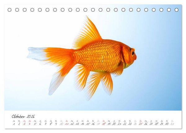 Produktbild: Goldy - mein Goldfisch (Tischkalender 2026 DIN A5 quer), CALVENDO Monatskalender