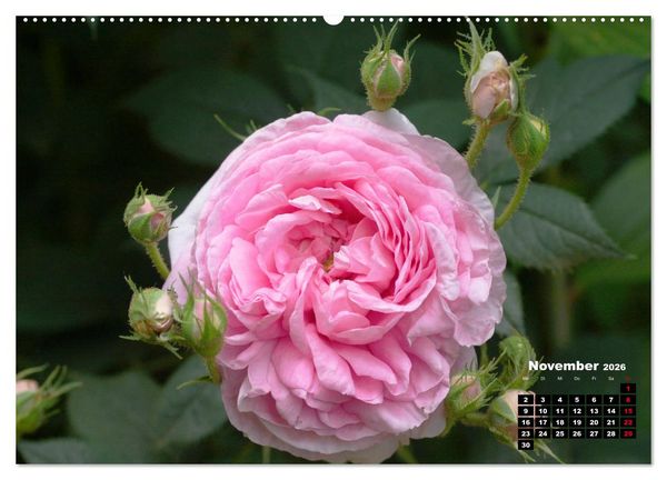 Produktbild: Magie der Rosen (hochwertiger Premium Wandkalender 2026 DIN A2 quer), Kunstdruck in Hochglanz