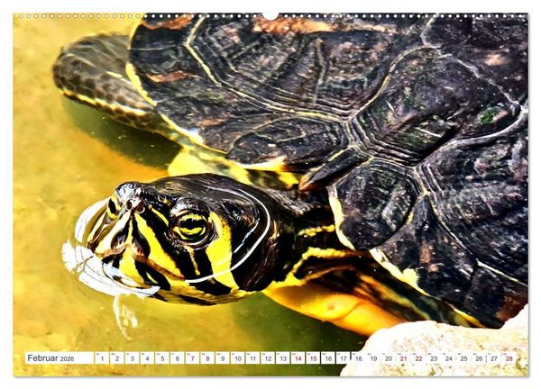 Produktbild: Schmuckschildkr&ouml;ten - Schmuckst&uuml;cke der Natur (hochwertiger Premium Wandkalender 2026 DIN A2 quer), Kunstdruck in Hochglanz