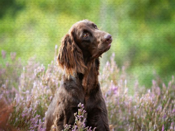 Produktbild: CALVENDO Puzzle Zeit mit dem Hund ist nie verlorene Zeit! | 1000 Teile Lege-Gr&ouml;&szlig;e 64x48cm Foto-Puzzle f&uuml;r gl&uuml;ckliche Stunden