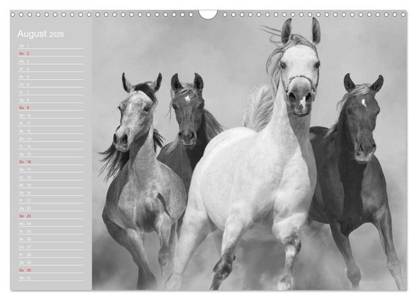 Produktbild: Arabische Pferde (Wandkalender 2026 DIN A3 quer), CALVENDO Monatskalender