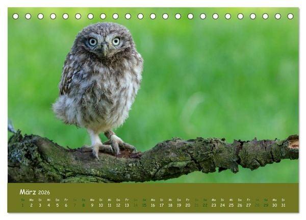 Produktbild: Steink&auml;uze (Athene noctua) (Tischkalender 2026 DIN A5 quer), CALVENDO Monatskalender