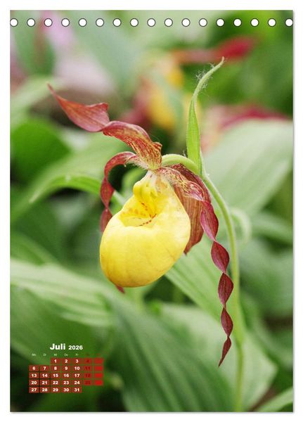 Produktbild: Orchideensch&auml;tze (Tischkalender 2026 DIN A5 hoch), CALVENDO Monatskalender