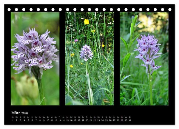 Produktbild: Heimische Orchideen im Dreierpack (Tischkalender 2026 DIN A5 quer), CALVENDO Monatskalender