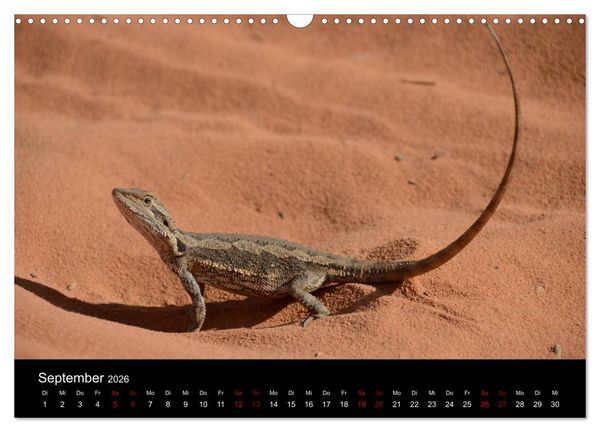 Produktbild: Australian Wildlife (Wandkalender 2026 DIN A3 quer), CALVENDO Monatskalender