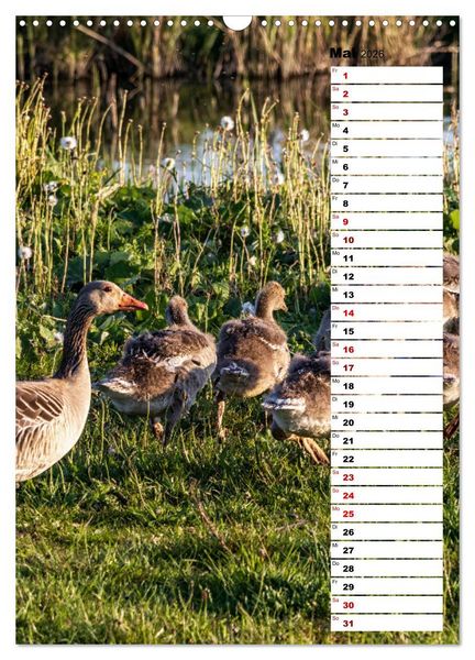 Produktbild: Westk&uuml;ste - Zwischen St. Peter Ording, B&uuml;sum und Elbe (Wandkalender 2026 DIN A3 hoch), CALVENDO Monatskalender
