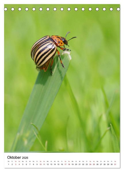 Produktbild: Insekten,Sch&ouml;nheiten der Natur (Tischkalender 2026 DIN A5 hoch), CALVENDO Monatskalender