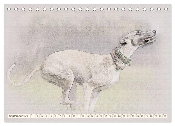 Produktbild: Whippet 2026 (Tischkalender 2026 DIN A5 quer), CALVENDO Monatskalender