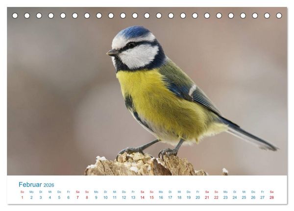Produktbild: Singv&ouml;gel - 12 Arten im Garten (Tischkalender 2026 DIN A5 quer), CALVENDO Monatskalender