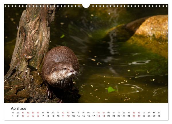 Produktbild: Otter - J&auml;ger an Fl&uuml;ssen und Seen (Wandkalender 2026 DIN A3 quer), CALVENDO Monatskalender