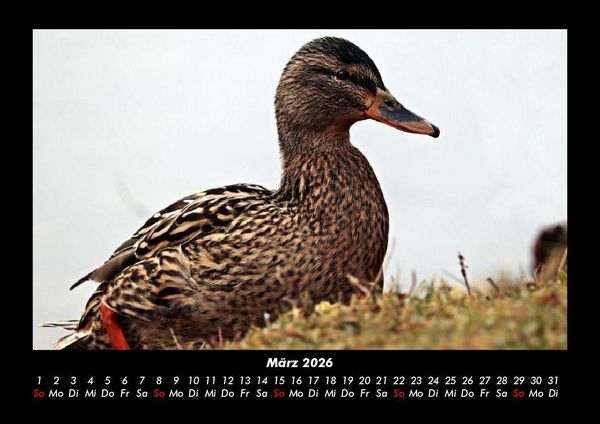 Produktbild: Welt der V&ouml;gel 2026 Fotokalender DIN A3