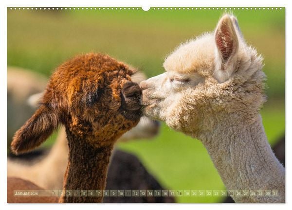 Produktbild: Alpakas im Portrait (Wandkalender 2026 DIN A2 quer), CALVENDO Monatskalender
