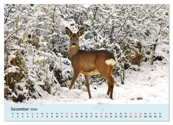 Produktbild: Wilder Nordosten - Aug in Aug mit Tieren der Ostseeregion (Wandkalender 2026 DIN A3 quer), CALVENDO Monatskalender