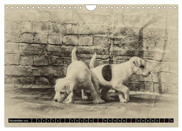 Produktbild: Parson Jack Russel Welpen (Wandkalender 2026 DIN A4 quer), CALVENDO Monatskalender