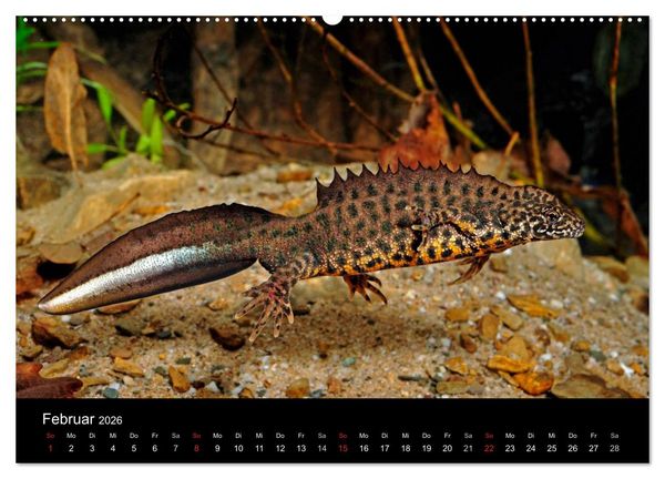 Produktbild: Salamander und Molche (Wandkalender 2026 DIN A2 quer), CALVENDO Monatskalender