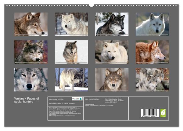 Produktbild: Wolves &bull; Faces of social hunters (High Quality Premium Wall Calendar 2026 DIN A2 landscape),CALVENDO 12 Month Wall Calendar