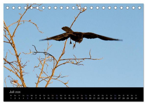 Produktbild: Rabenschwarze Impressionen - meike-ajo-dettlaff.de via wildvogelhlfe.org (Tischkalender 2026 DIN A5 quer), CALVENDO Monatskalender