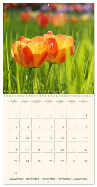 Produktbild: Tulipes charmantes et fra&icirc;ches (Calendrier mural carr&eacute; 2026 30x30 cm) Calendrier double avec une page pour vos prises de notes
