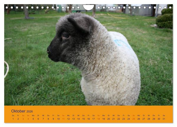Produktbild: Shropshire Schafe (Wandkalender 2026 DIN A4 quer), CALVENDO Monatskalender