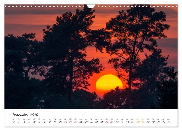 Produktbild: In der Welt der B&auml;ume (Wandkalender 2026 DIN A3 quer), CALVENDO Monatskalender