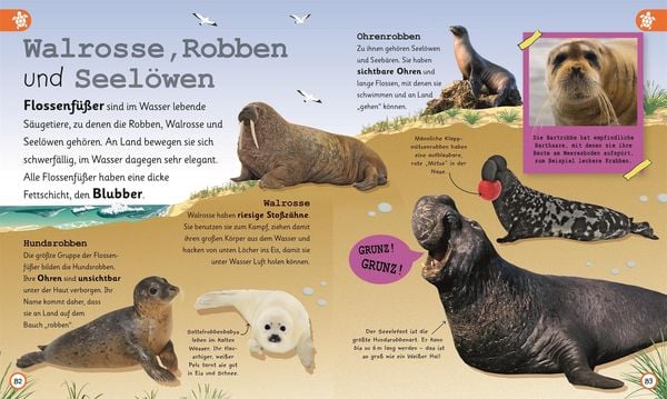 Wissen für Vorschulkids. Was weißt du über Ozeane?