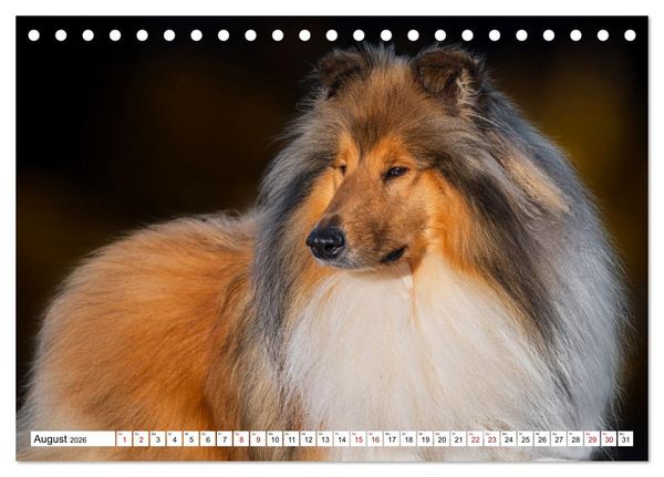 Produktbild: Traumhund Collie - Mein bester Freund (Tischkalender 2026 DIN A5 quer), CALVENDO Monatskalender