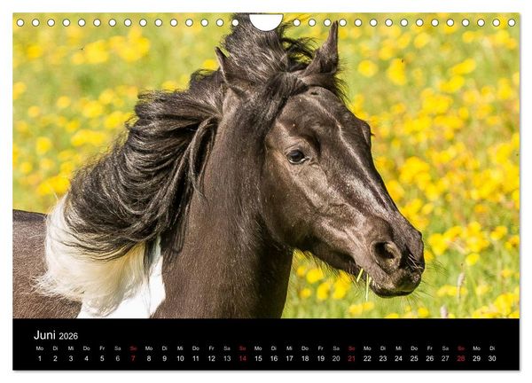 Produktbild: Pferde Tr&auml;ume (Wandkalender 2026 DIN A4 quer), CALVENDO Monatskalender