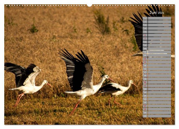 Produktbild: Lettland - Streifz&uuml;ge durch das mittlere Baltikum (Wandkalender 2026 DIN A2 quer), CALVENDO Monatskalender