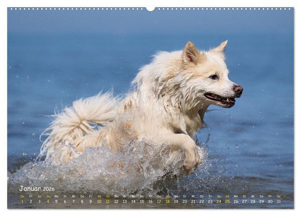 Produktbild: Mein isl&auml;ndischer Wasserhund (Wandkalender 2026 DIN A2 quer), CALVENDO Monatskalender