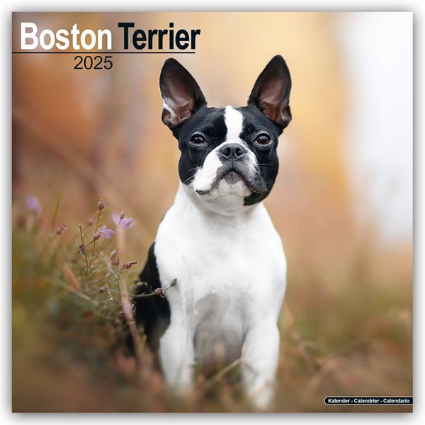 Boston Terrier 2025 – 16-Monatskalender