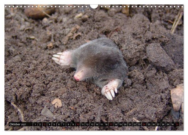 Produktbild: Abneigung und Ekel. Die unbeliebtesten Tiere (Wandkalender 2027 DIN A3 quer), CALVENDO Monatskalender