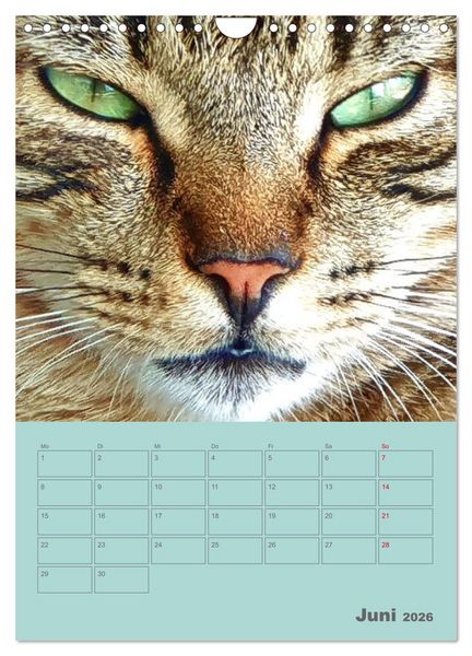 Produktbild: Cat Faces - Charakterstarke Katzengesichter ganz nah (Wandkalender 2026 DIN A4 hoch), CALVENDO Monatskalender