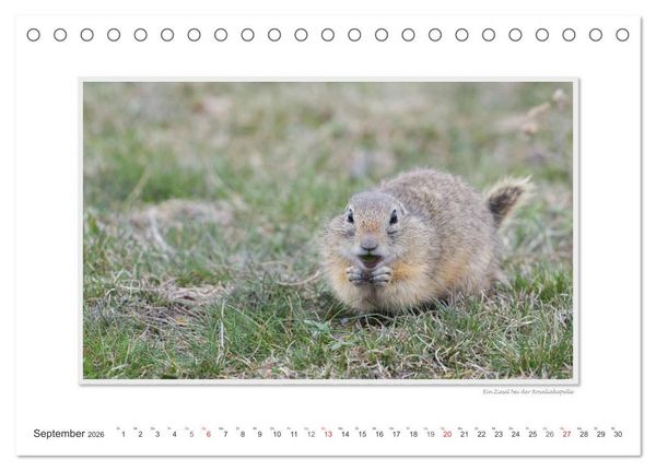Produktbild: Neusiedler See / CH-Version (Tischkalender 2026 DIN A5 quer), CALVENDO Monatskalender