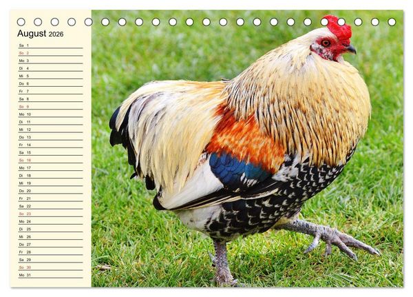 Produktbild: H&uuml;hner. Intelligent, sch&ouml;n und faszinierend (Tischkalender 2026 DIN A5 quer), CALVENDO Monatskalender