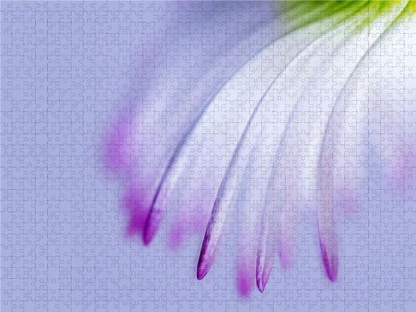 CALVENDO Puzzle DEEP INSIDE - Gänseblümchen | 2000 Teile Lege-Größe 90x67cm Foto-Puzzle für glückliche Stunden