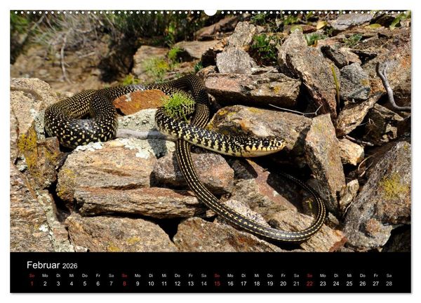 Produktbild: Schlangen (hochwertiger Premium Wandkalender 2026 DIN A2 quer), Kunstdruck in Hochglanz